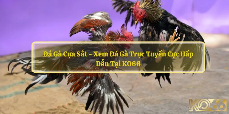 Đá gà cựa sắt