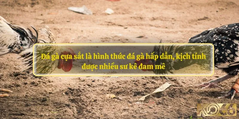 Đá gà cựa sắt là hình thức đá gà hấp dẫn, kịch tính được nhiều sư kê đam mê