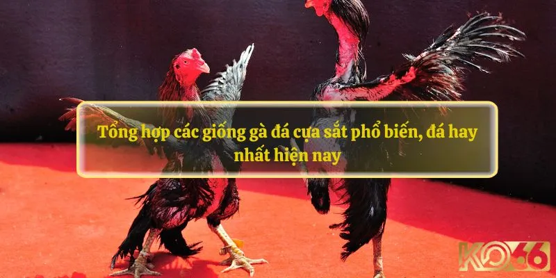 Tổng hợp các giống gà đá cựa sắt phổ biến, đá hay nhất hiện nay